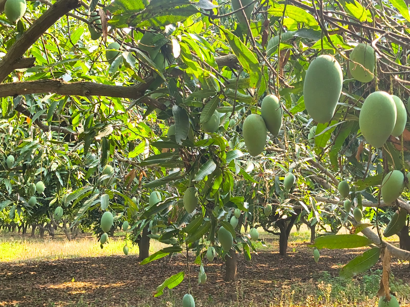 WhatsApp Image 2026 05 03 at 02.51.04 (2) – The Mango Farm, Jangaon Telangana